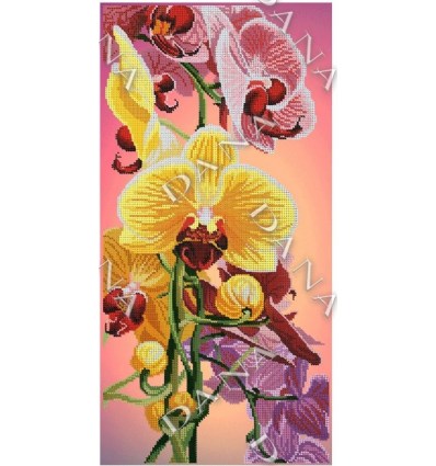 Орхидея DANA-5112