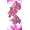 Орхидея TК-003
