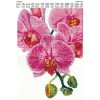 Орхидея DANA-292